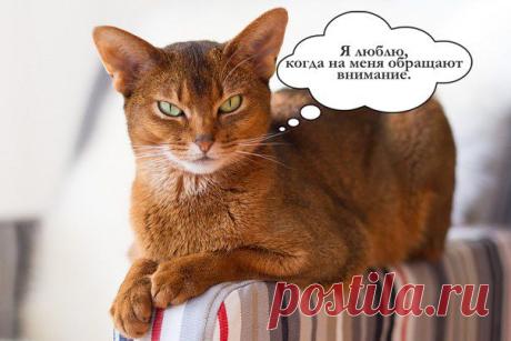 Дайджест о здоровье животных