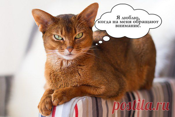 Дайджест о здоровье животных