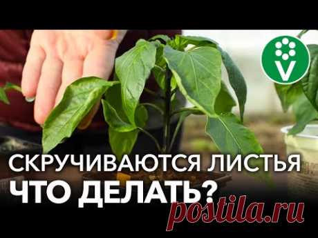 СКРУЧИВАЮТСЯ ЛИСТЬЯ У ПЕРЦЕВ? Помогите им быстро и эффективно!