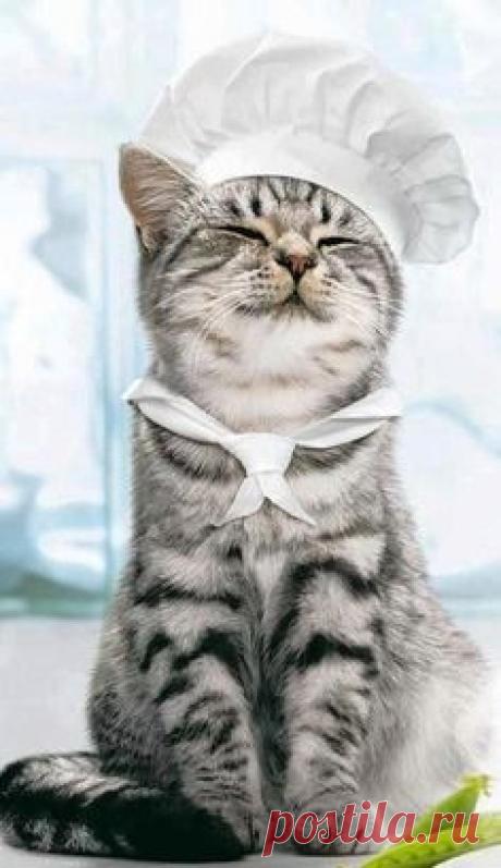 Kitty Chef//