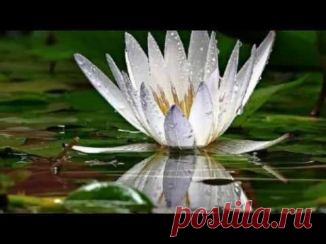 Lotus  - Secret Garden - - YouTube