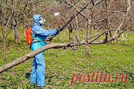 Опрыскивание деревьев весной.