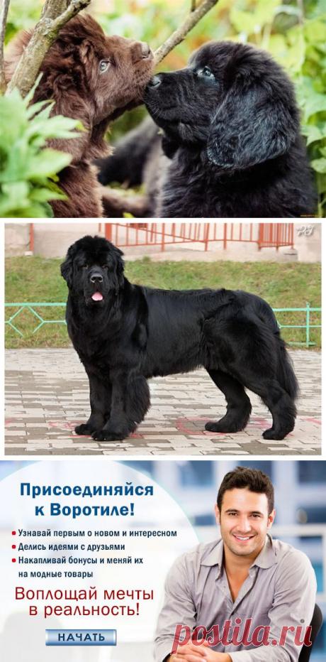 Ньюфауленд-красивый пес) — Воротила