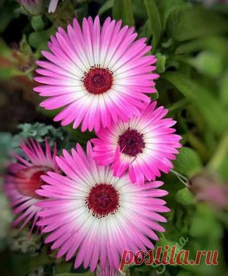 💟🍃💟🍃💟🍃💟