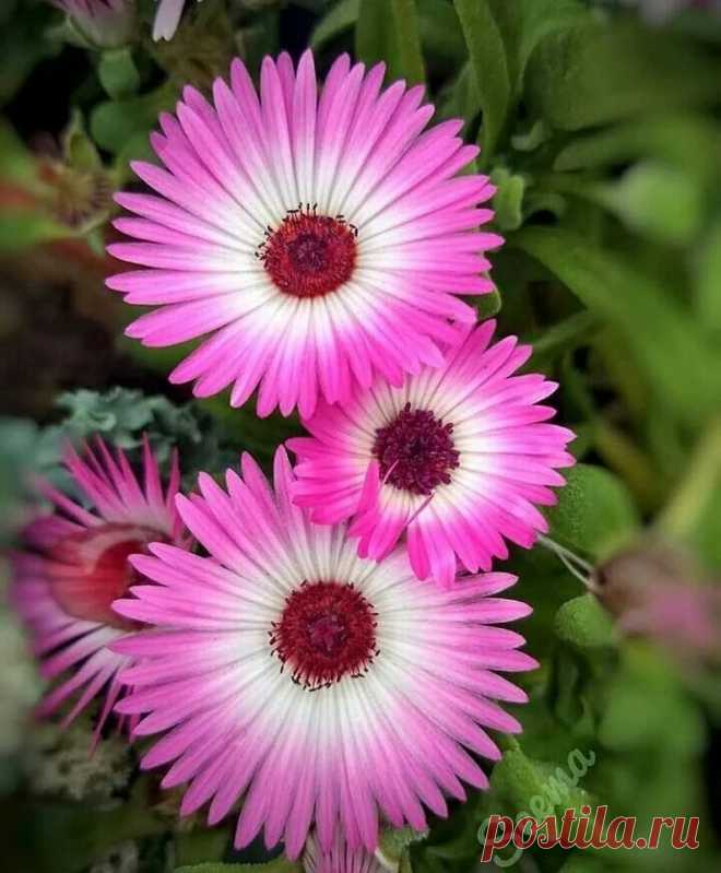 💟🍃💟🍃💟🍃💟