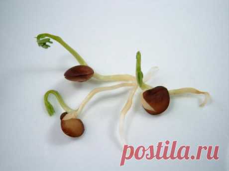 Как определить всхожесть и рассчитать норму высева семян