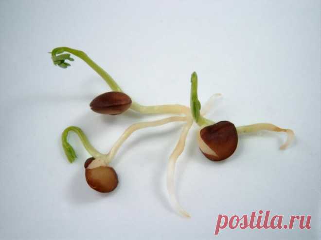 Как определить всхожесть и рассчитать норму высева семян