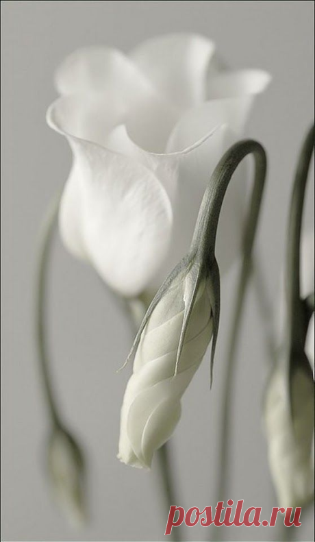 i (558×960)