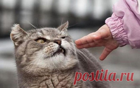 23 снимка, которые доказывают, что крутости котов нет предела / Питомцы