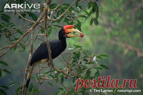 arkive animals - Поиск в Google