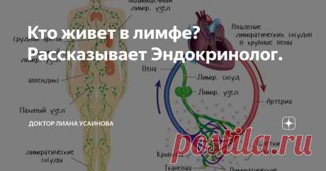 Кто живет в лимфе? Рассказывает Эндокринолог. Статья автора «Доктор Лиана Усаинова» в Дзене ✍: Лимфа – это не артерия и не вена, она находится между ними и представляет собой фильтрат крови, образующийся из тканевой жидкости, собирает всю...