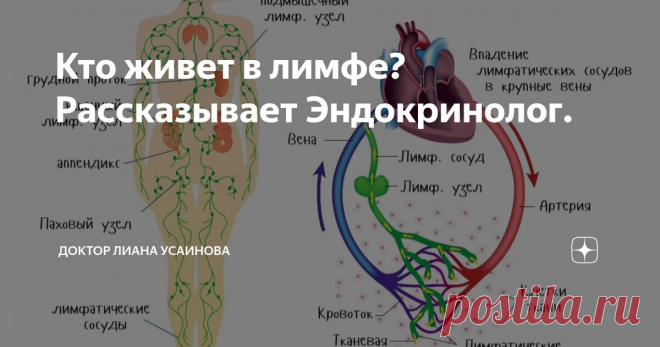 Кто живет в лимфе? Рассказывает Эндокринолог. Статья автора «Доктор Лиана Усаинова» в Дзене ✍: Лимфа – это не артерия и не вена, она находится между ними и представляет собой фильтрат крови, образующийся из тканевой жидкости, собирает всю...