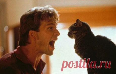 КОШКИ ДЕЙСТВИТЕЛЬНО МОГУТ ВИДЕТЬ НЕЧТО, НЕДОСТУПНОЕ ГЛАЗАМ ЧЕЛОВЕКА | ТАЙНЫ ВСЕЛЕННОЙ