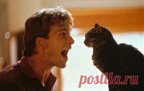 КОШКИ ДЕЙСТВИТЕЛЬНО МОГУТ ВИДЕТЬ НЕЧТО, НЕДОСТУПНОЕ ГЛАЗАМ ЧЕЛОВЕКА | ТАЙНЫ ВСЕЛЕННОЙ