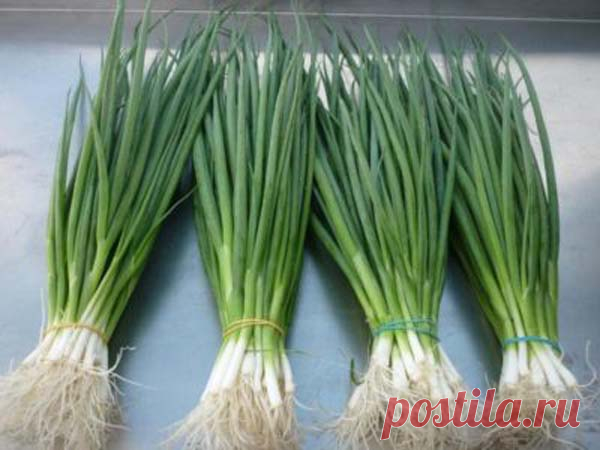 Лук-батун Русский зимний: выращивание из семян, отзывы, описание и характеристика сорта, достоинства и недостатки, урожайность