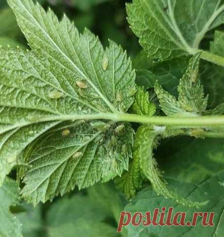 Быстрое решение проблемы с тлёй - уксусный спрей!
Есть простой и эффективный рецепт, который поможет избавиться от тли за один раз!

Что вам понадобится:
- Вода 
- 70% Уксус (или обычный 9%) 
- Моющее средство для посуды или жидкое хозяйственное мыло 

Пропорции:
На 1 литр воды добавьте 1 чайную ложку 70% уксуса или 8 ложек 9% уксуса.
Добавьте 5 столовых ложек моющего средства, например, Fairy.

Перемешайте и смело переливайте смесь в опрыскиватель без процеживания!

Реком...