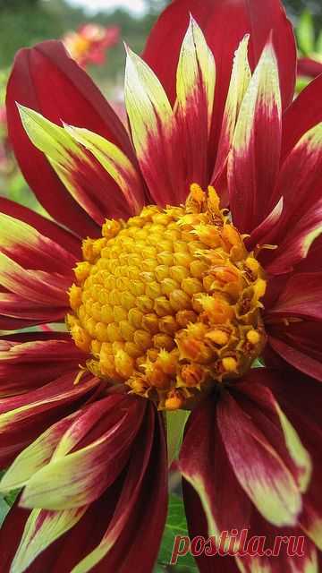 (41) Pinterest