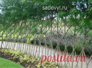 Создание живой изгороди, арок и беседок из ивы | Обустройство загородного дома и участка своими руками