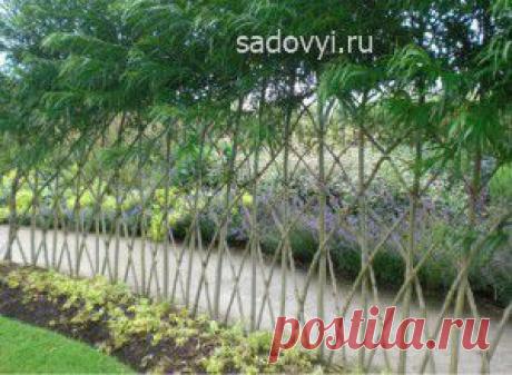 Создание живой изгороди, арок и беседок из ивы | Обустройство загородного дома и участка своими руками