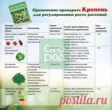 5 ошибок при выращивании рассады, которые приводят к ее перерастанию | Рассада (Огород.ru)