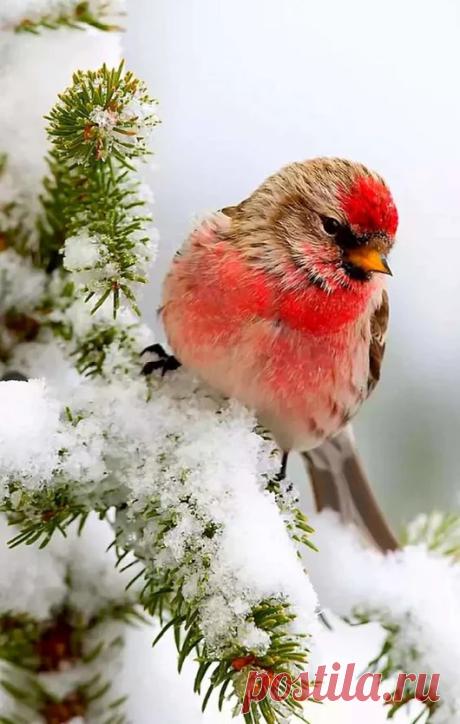 Гẫλนнẫ - Google+
