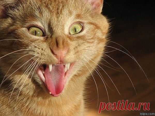Suck Yo Blood | Funny Pictures 515 Pic# 14