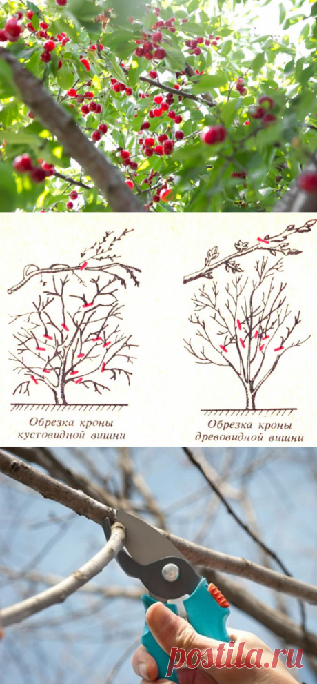 Обрезка вишни: когда обрезать, обрезка весной, схема обрезки вишни осенью, кустовой, древовидной, молодой, плодоносящей, старой, уход после обрезки, фото, видео