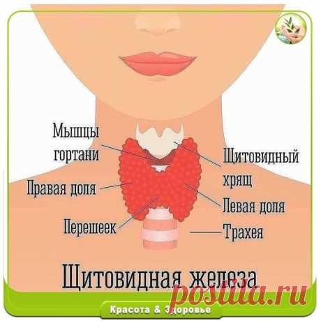 Проверяем щитовидку в домашних условиях.
