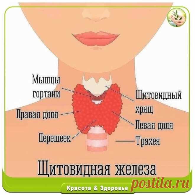 Проверяем щитовидку в домашних условиях.
