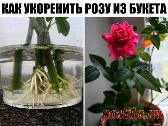 Как укоренить розу из букета?
Как часто в подаренном букете собраны красивейшие розы и нам очень хочется, чтобы в нашем саду росли такие же красавицы. Да, запросто! 
Пошаговое укоренение: 
1. Как только гости ушли, быстренько беремся не за мытье посуды, а за подготовку будущих кустов роз. Вынимаем букет из воды, обрезаем красивейшие цветки, срезаем верхнюю часть стебля с 2-3 почками, листья мож