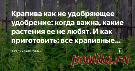 Крапива как не удобряющее удобрение: когда важна, какие растения ее не любят. И как приготовить: все крапивные секреты Почему крапива это не удобрение, зачем на самом деле она нужна для полива огородных культур, и какие растения снижают урожайность от полива крапивным настоем - факты, рецепты: как приготовить, как и когда использовать, как хранить.