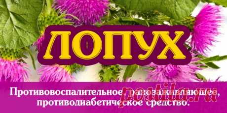 Лопух | Полезные советы