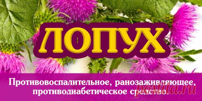 Лопух | Полезные советы