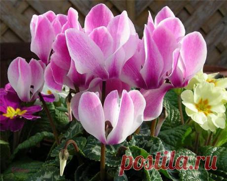 (+1) тема - Домашние цикламены | САД НА ПОДОКОННИКЕ