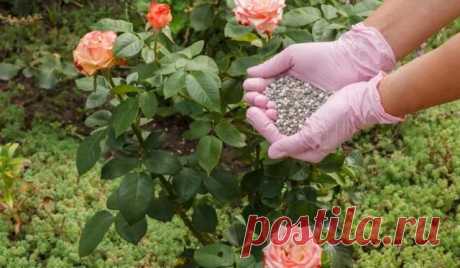 #розы 
ПОДКОРМИТЕ РОЗЫ ЭТИМ УДОБРЕНИЕМ и ЗИМА БУДЕТ НЕ СТРАШНА

Роза — довольно капризный цветок, и перед зимой особенно нуждается в правильном уходе. В целом, все сорта требуют одних и тех же мер. Одной из важнейших является подкормка.
Если в начале вегетации растениям необходим азот, то в конце сезона — фосфор и калий. Именно эти вещества повышают зимостойкость и помогают успешно противостоять холоду.

Многие розоводы отдают предпочтение калимагнезии. Это удобрение содер...