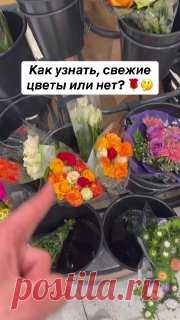 ЯжеХозяйка Выбираем свежие цветы в магазине