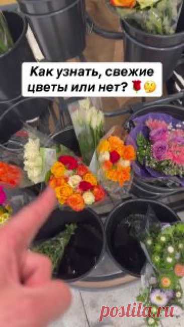 ЯжеХозяйка Выбираем свежие цветы в магазине