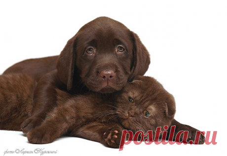 Шоколадное...