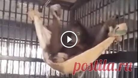Orangutan Builds a Hammock