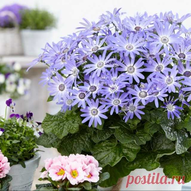 Перикаллис гибридный (Pericallis hybrida), или Крестовник садовый, или Цинерария кровавая