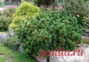 Хвойные растения для альпийской горки, названия