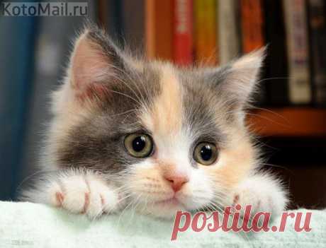 ЕЩЁ КОТЭ | KotoMail.ru