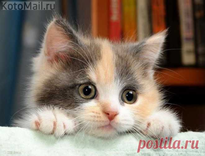 ЕЩЁ КОТЭ | KotoMail.ru