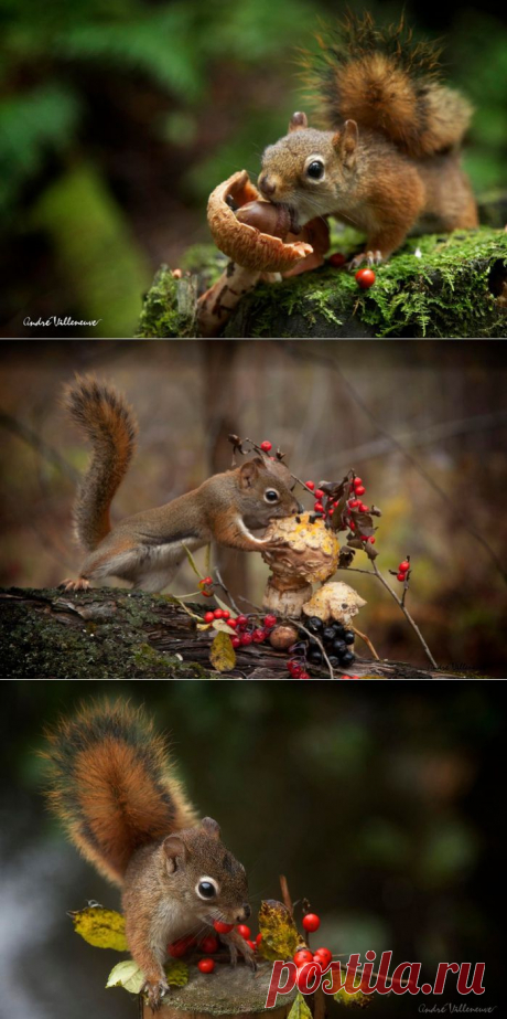 Фотограф Andre Villeneuve .