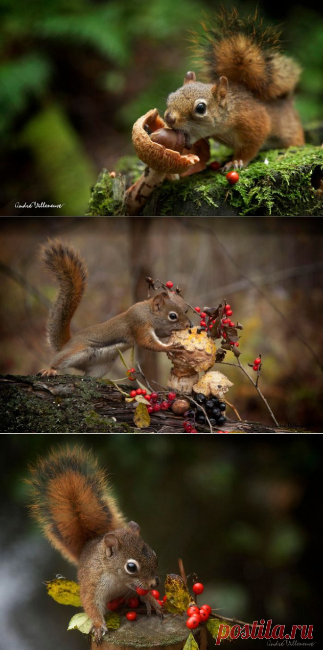 Фотограф Andre Villeneuve .