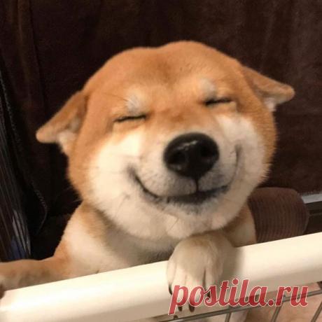 Если ты проснулся и настроение не очень, то пpосто глянь на это чyдо — Убойный юмор