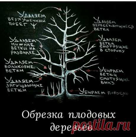 обрезка плодовых