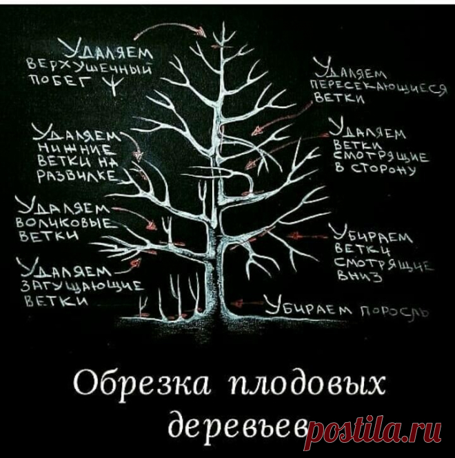 обрезка плодовых