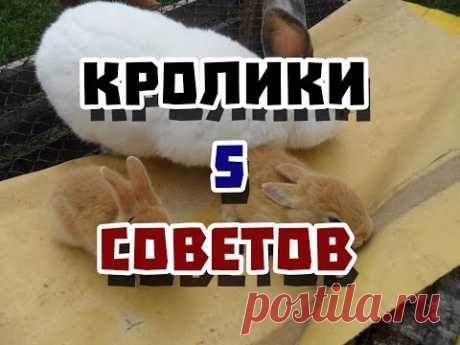 5 советов при строительстве клеток для кроликов  | Дневник Кроликовода №9 | Арболитич