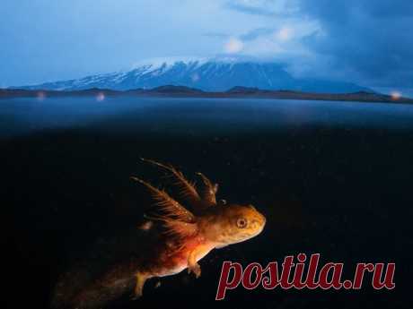 «Толбачинское чудовище» Тритон из семейства углозубов плывет по своим делам под водой, а на фоне высится вулкан Толбачик. Несмотря на внушительный вид, это еще детеныш – длины в нем пару сантиметров, не больше. Углозуб – животное-экстремал, приспособленное к жизни в самых невероятных условиях тундры. Автор фото – Егор Никифоров: nat-geo.ru/community/user/35887/
